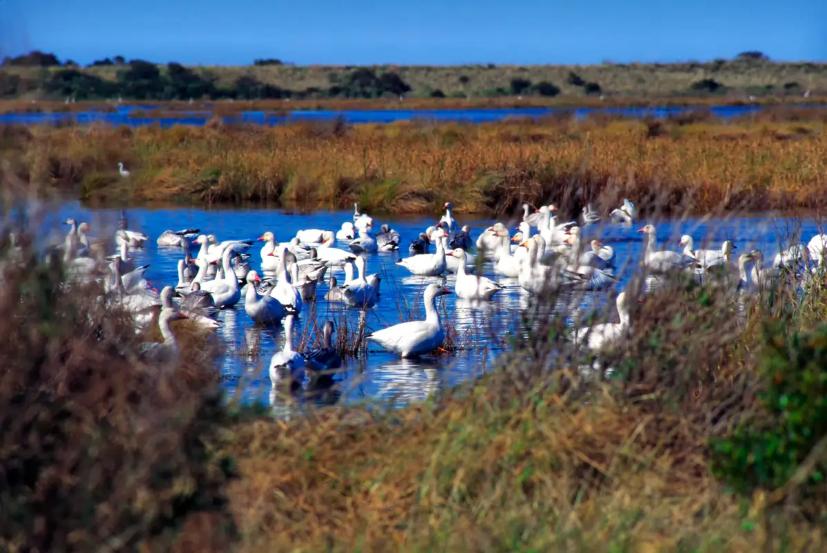 Things To Do Pea Island National Wildlife Refuge